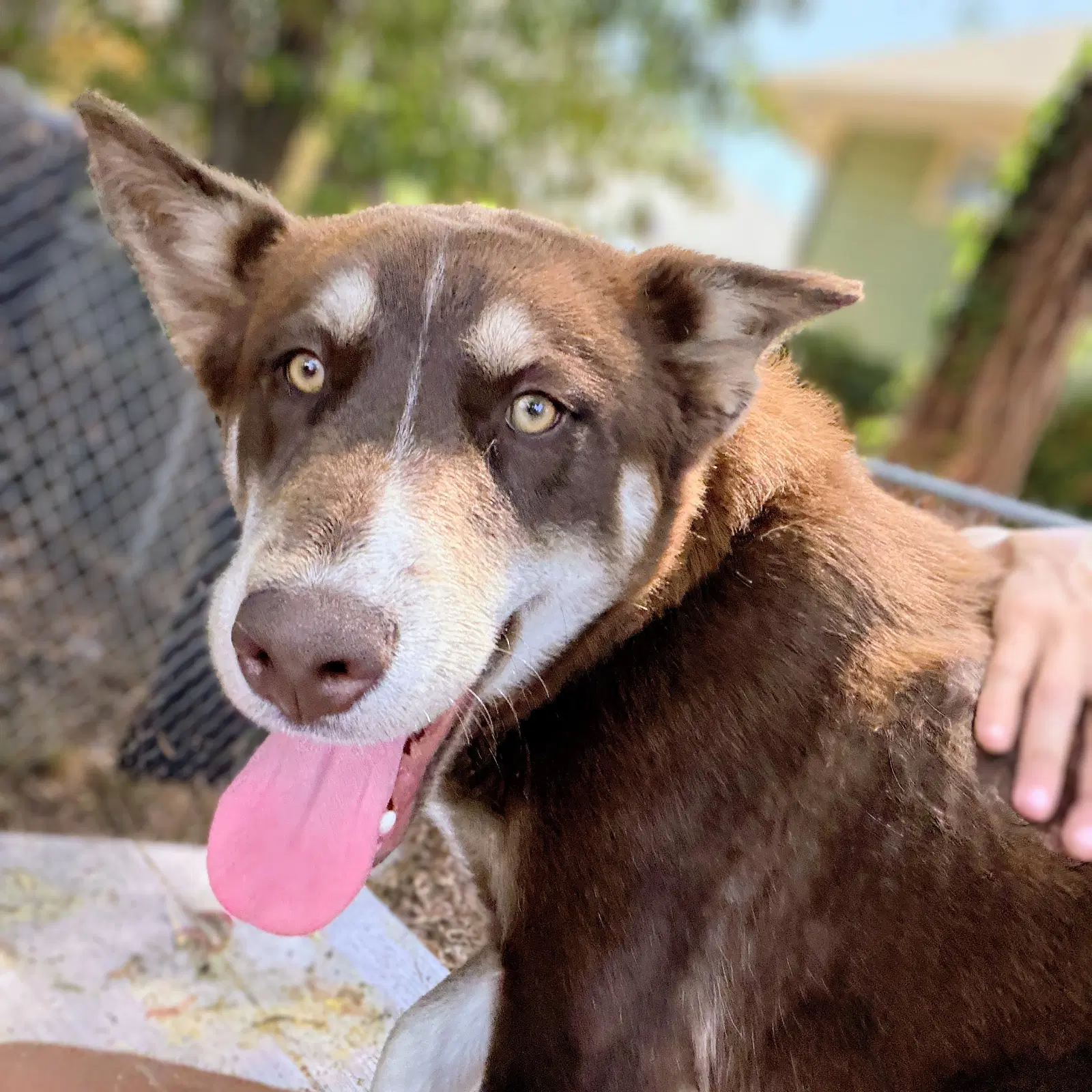 Downtown Brown - Husky