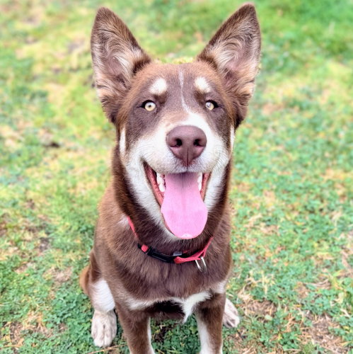 picture of the dog needing adoption