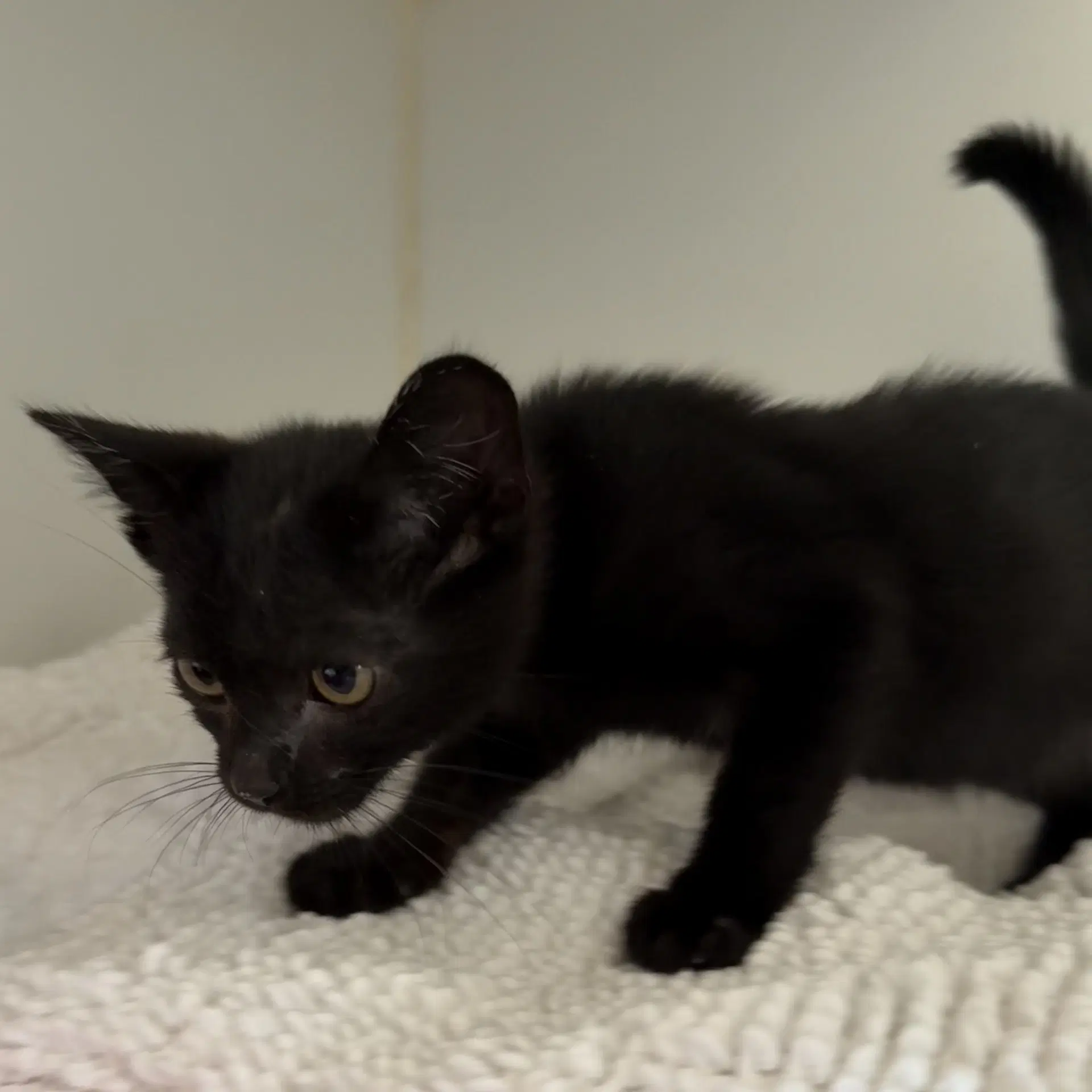 Marble - Domestic Short Hair
