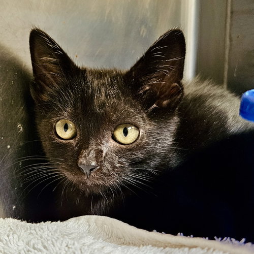 Marble, a cat for adoption from Oakland Animal Services