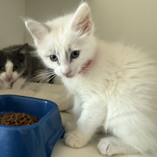 Photo 3 of Waffles (bonded w/ Blanket)