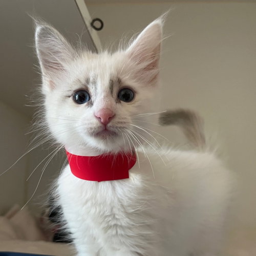 Photo 2 of Waffles (bonded w/ Blanket)