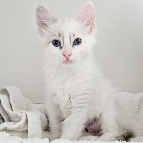 Waffles (bonded w/ Blanket), a cat for adoption from Oakland Animal Services