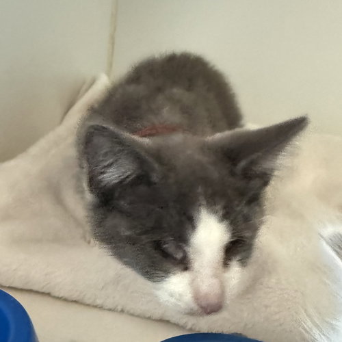 Photo 4 of Blanket (bonded w/ Waffles)