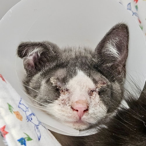 Blanket (bonded w/ Waffles), a cat for adoption from Oakland Animal Services