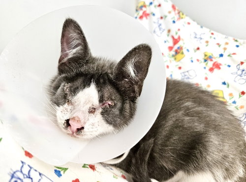 Photo 2 of Blanket (bonded w/ Waffles)