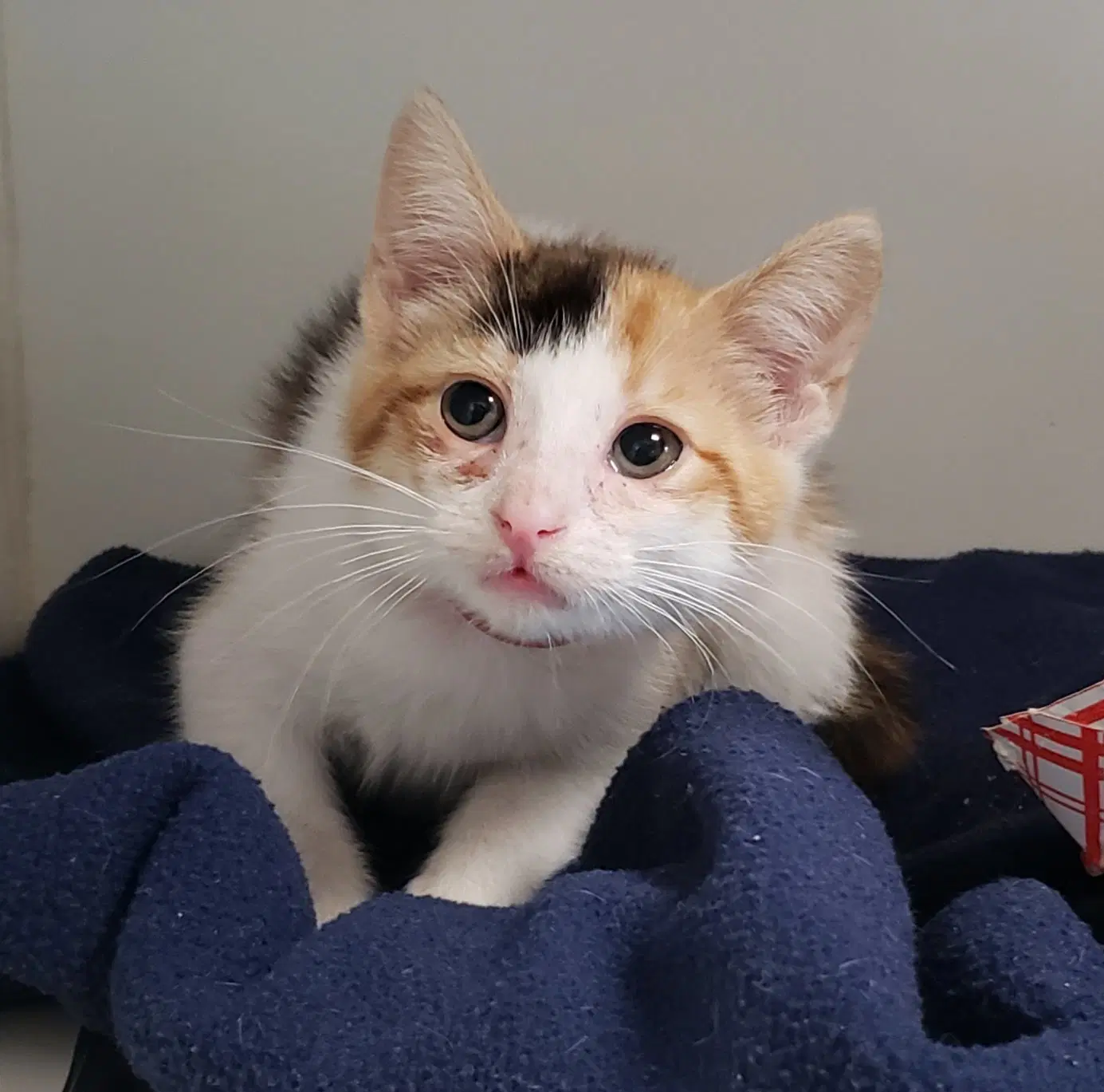 Toots Bonded W Boots - Domestic Short Hair