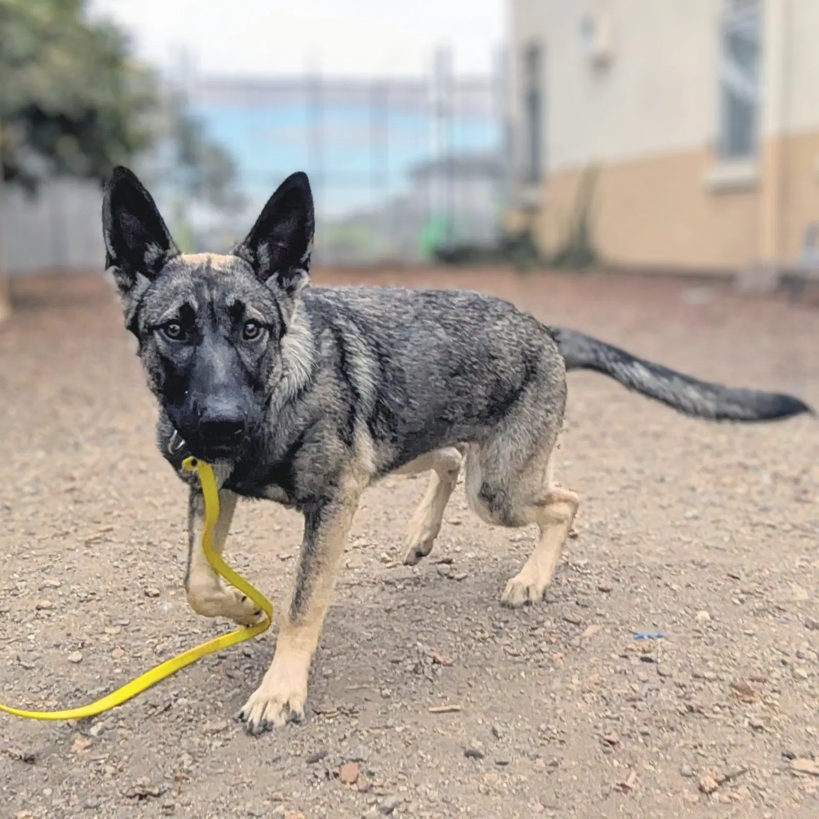 Isis - German Shepherd Dog