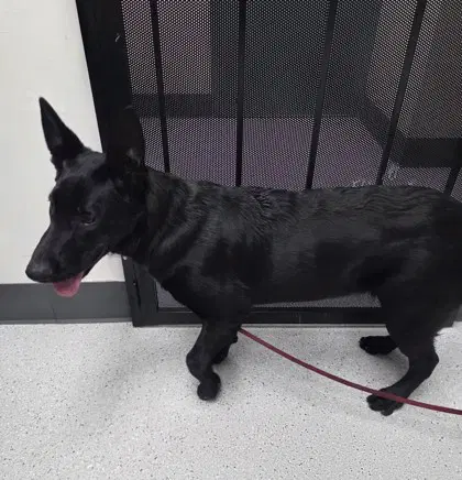 Carlos - German Shepherd Dog