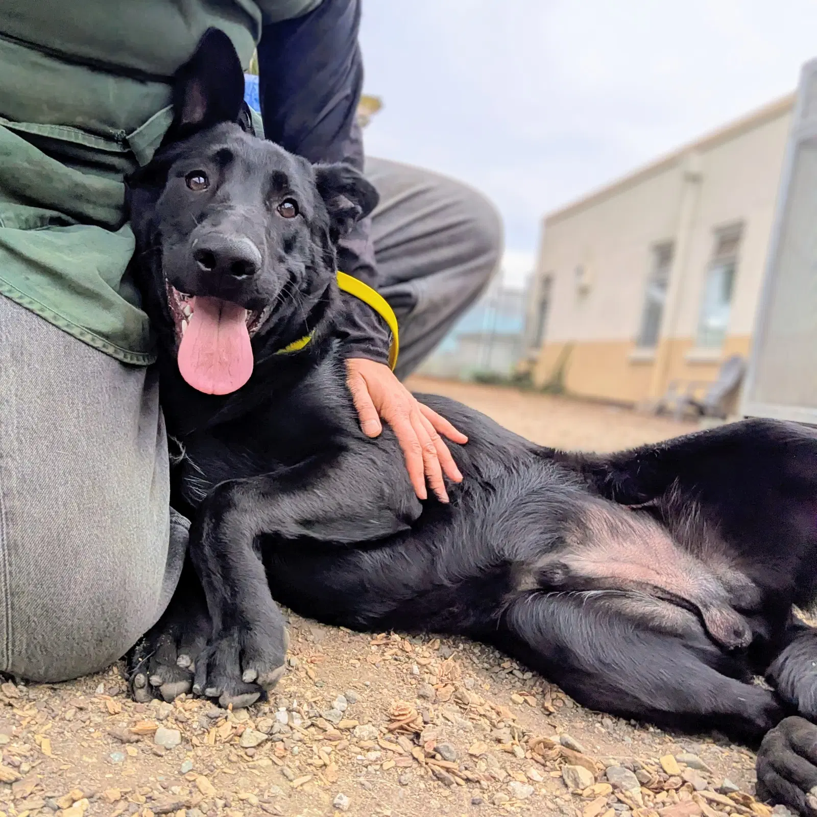 Carlos - German Shepherd Dog
