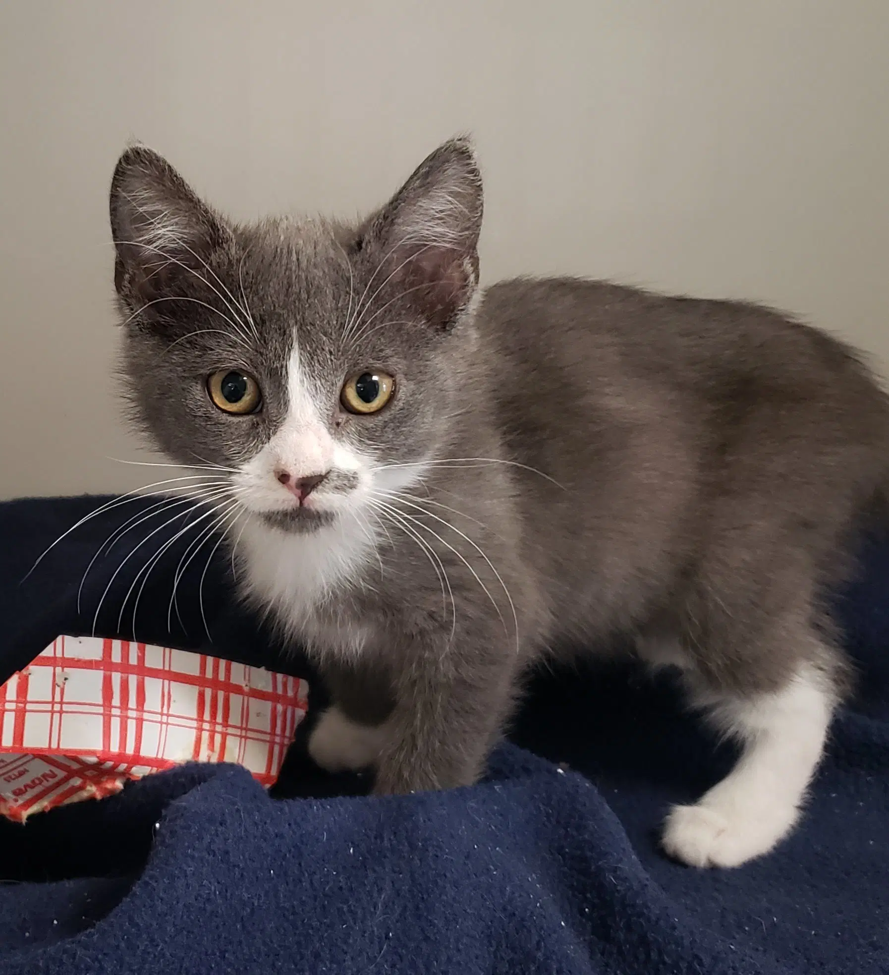 Boots Bonded W Toots - Domestic Short Hair