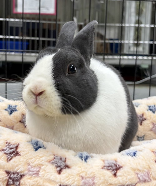 Franknfurter, a rabbit for adoption from Oakland Animal Services