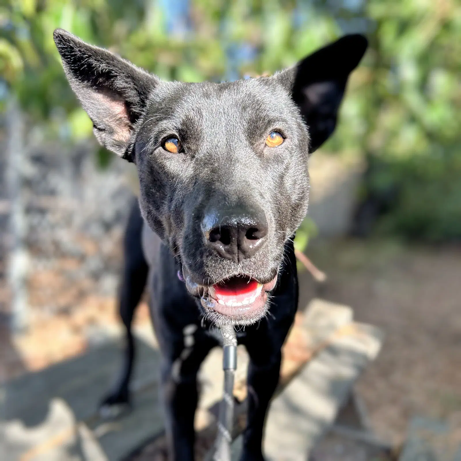 Mona - Shepherd