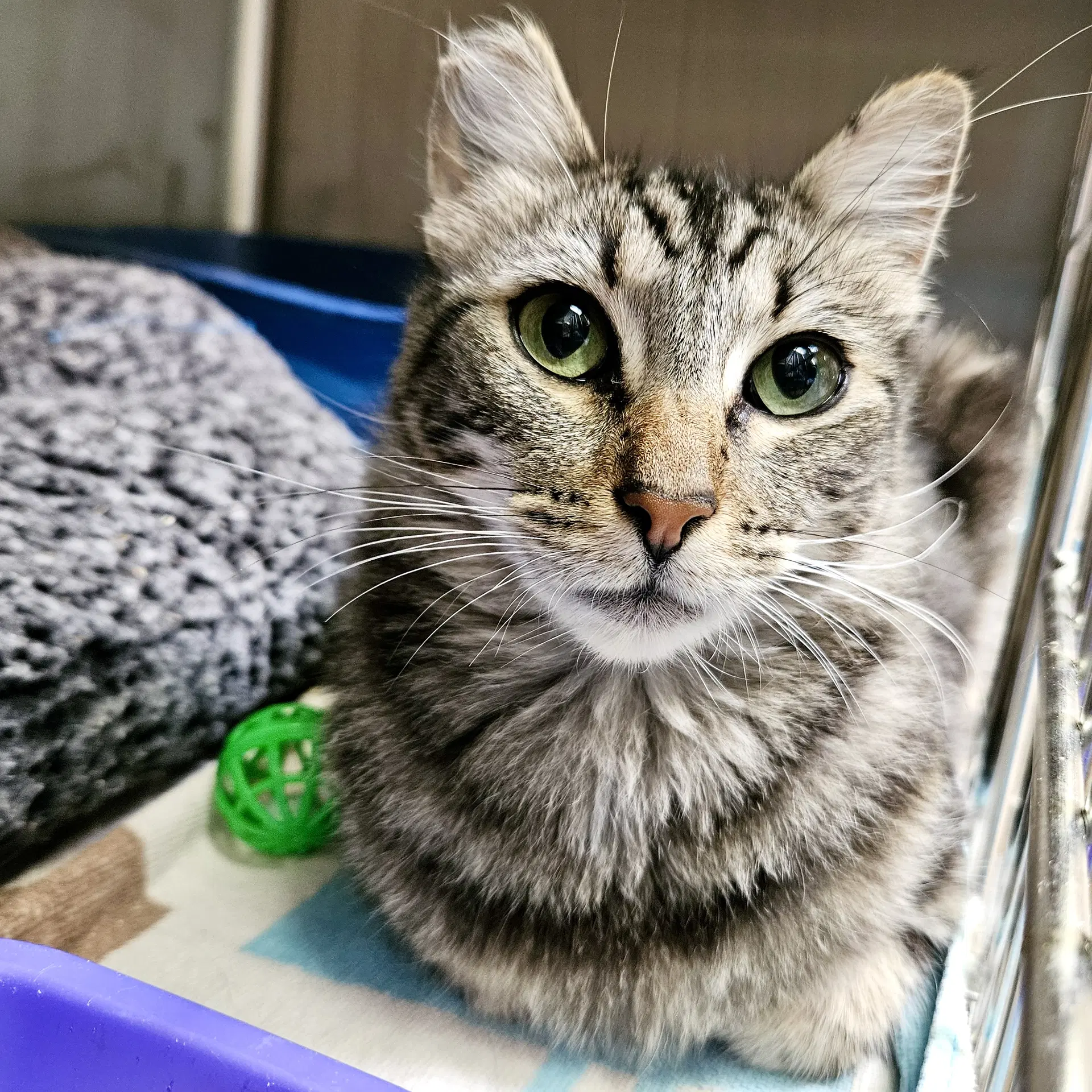 Dandelion - Domestic Short Hair