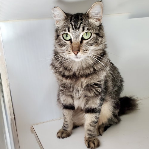 picture of the cat needing adoption