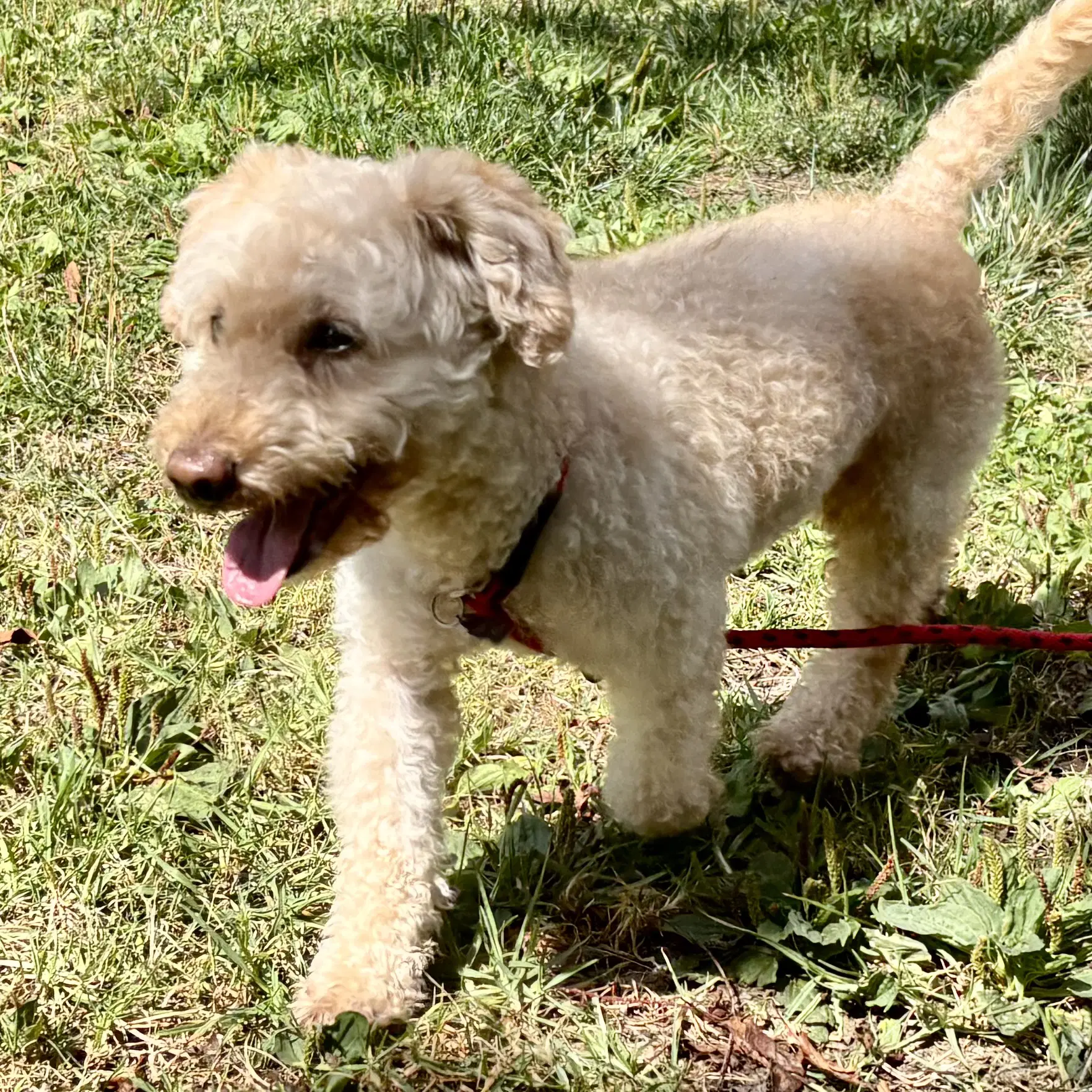 Tobias - Poodle (Miniature)