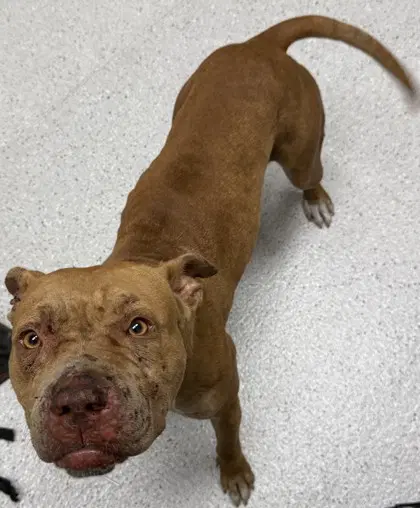 Sprinkles - American Pit Bull Terrier