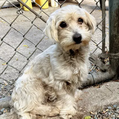 Winky Bonded With Binky - Maltese