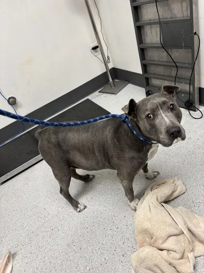 Gladys - American Pit Bull Terrier