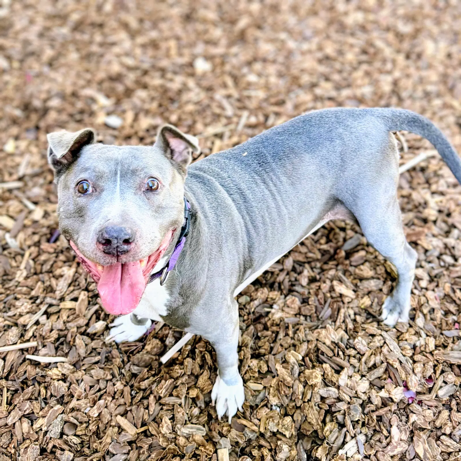 Gladys - American Pit Bull Terrier