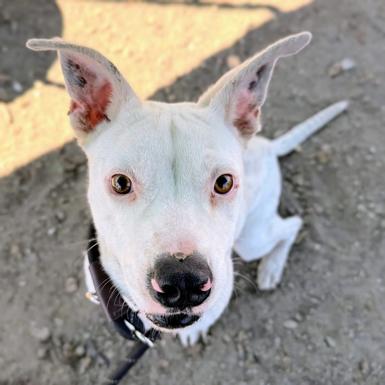Ginny - American Pit Bull Terrier