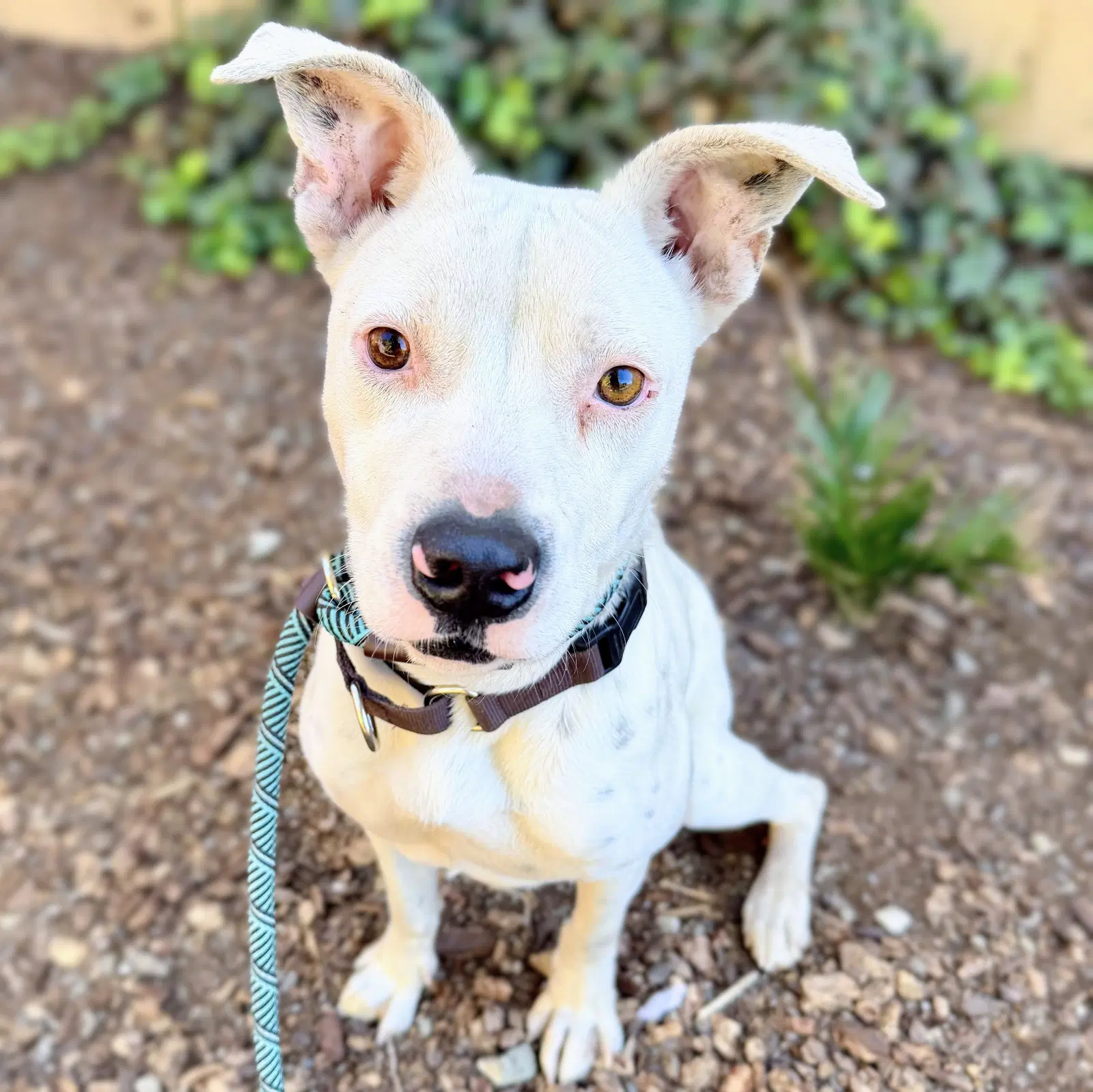 Ginny - American Pit Bull Terrier