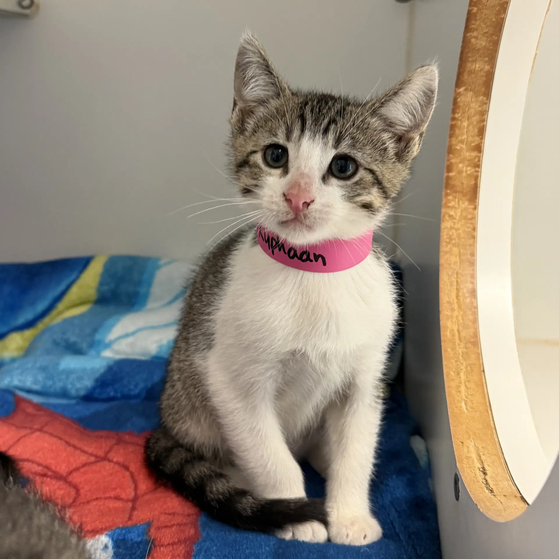 Kuphaan - Domestic Short Hair