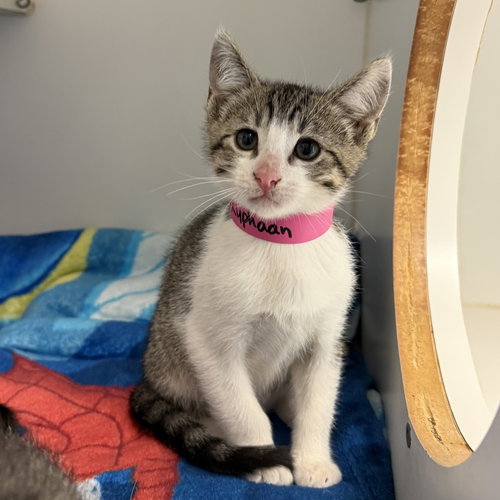 Kuphaan, Domestic Short Hair / Mixed