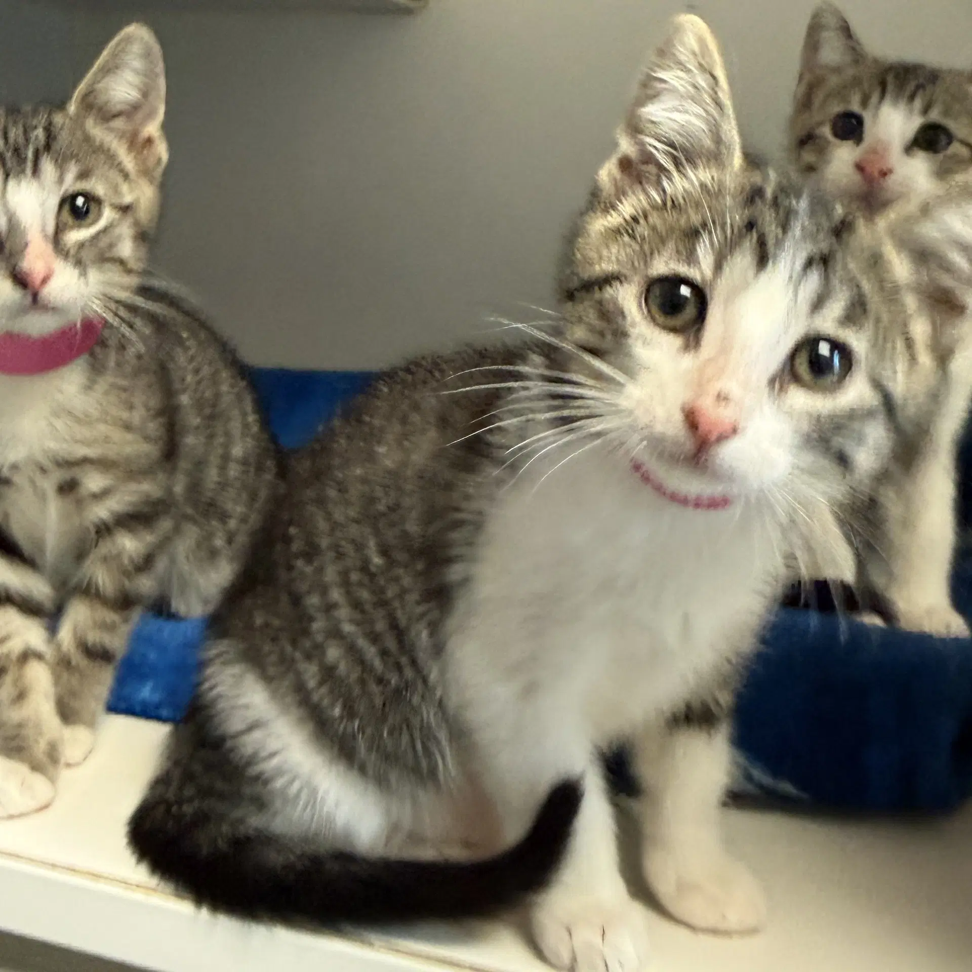 Yupthukirar - Domestic Short Hair