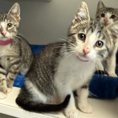 Yupthukirar, Domestic Short Hair / Mixed