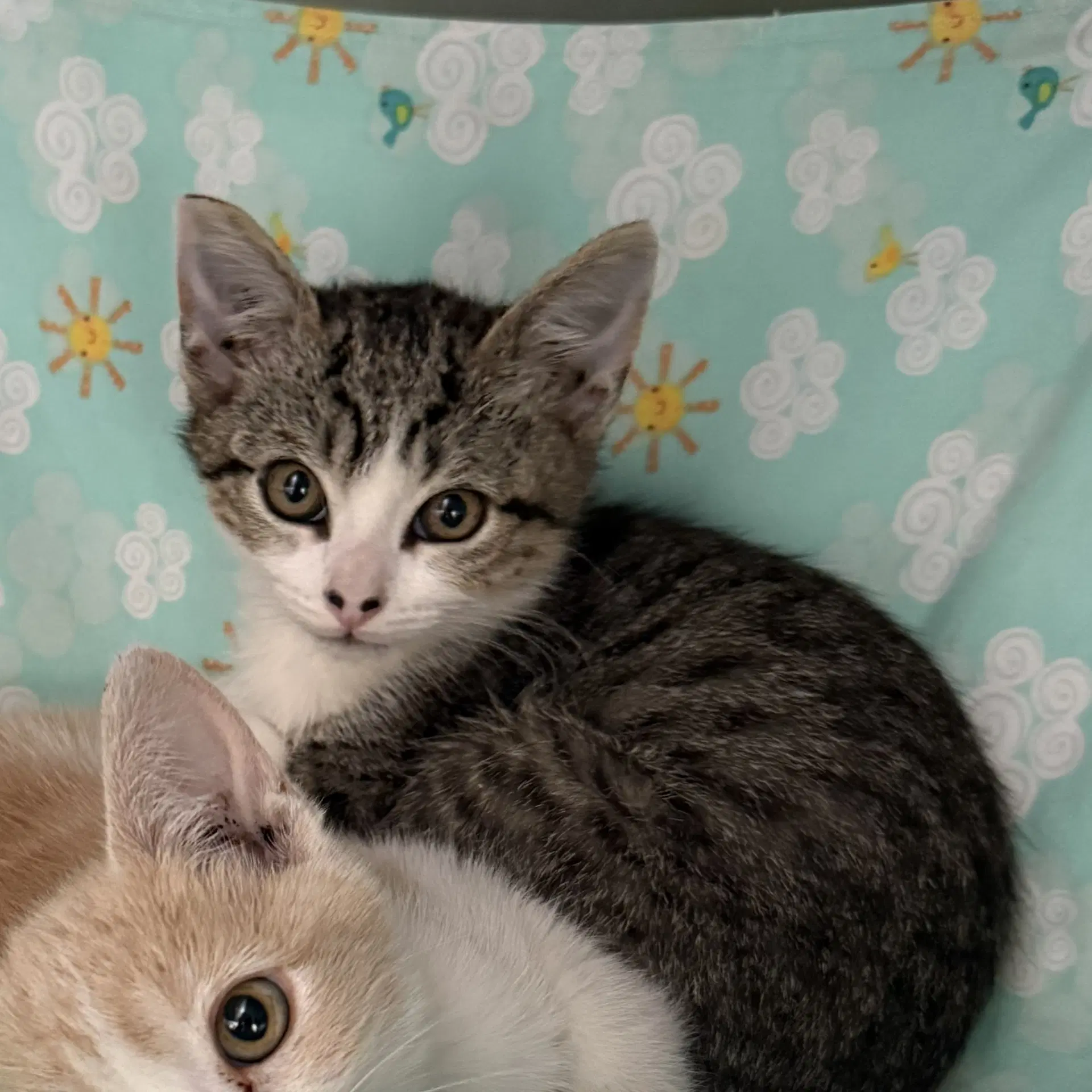 Masa Bonded W Momo - Domestic Short Hair