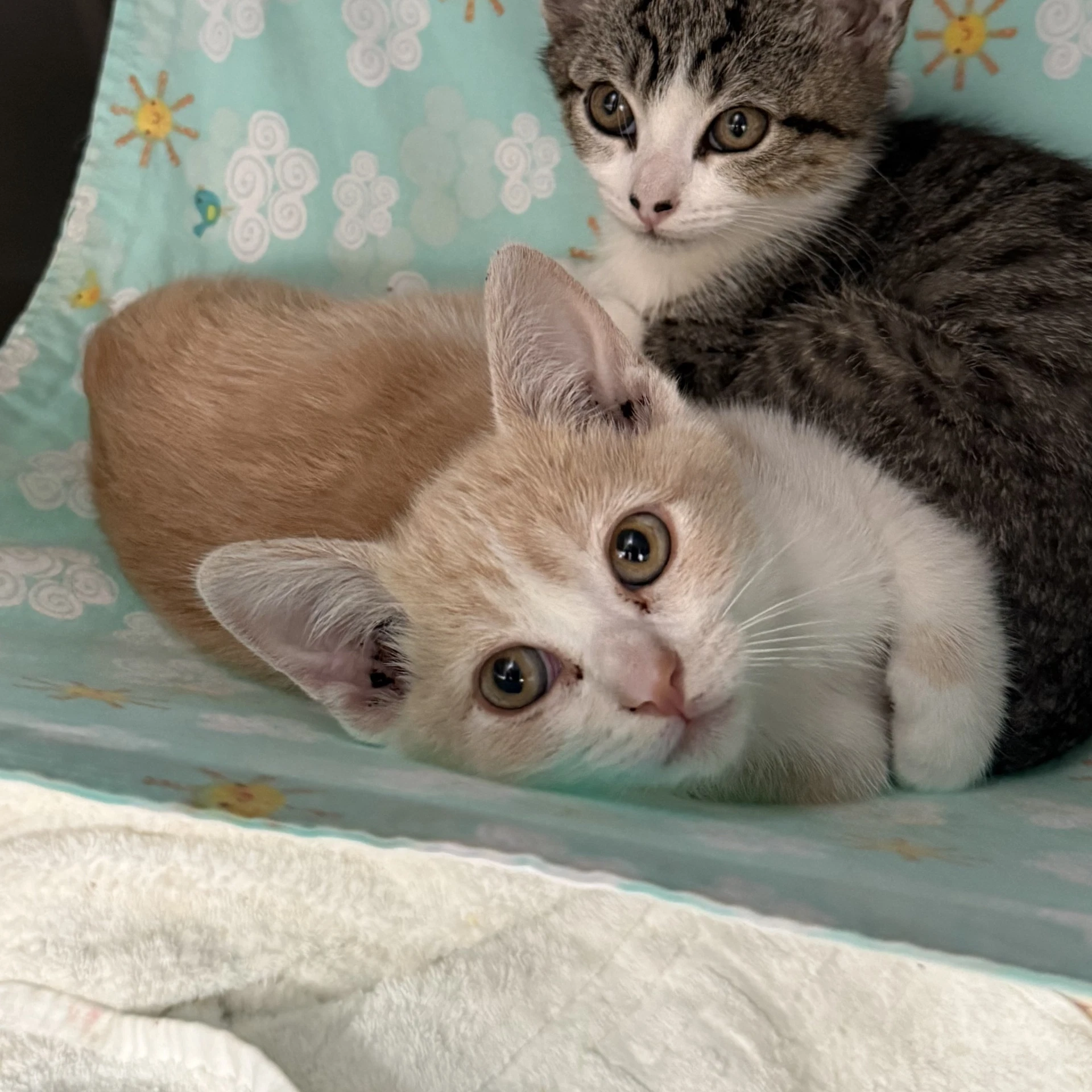 Momo Bonded W Masa