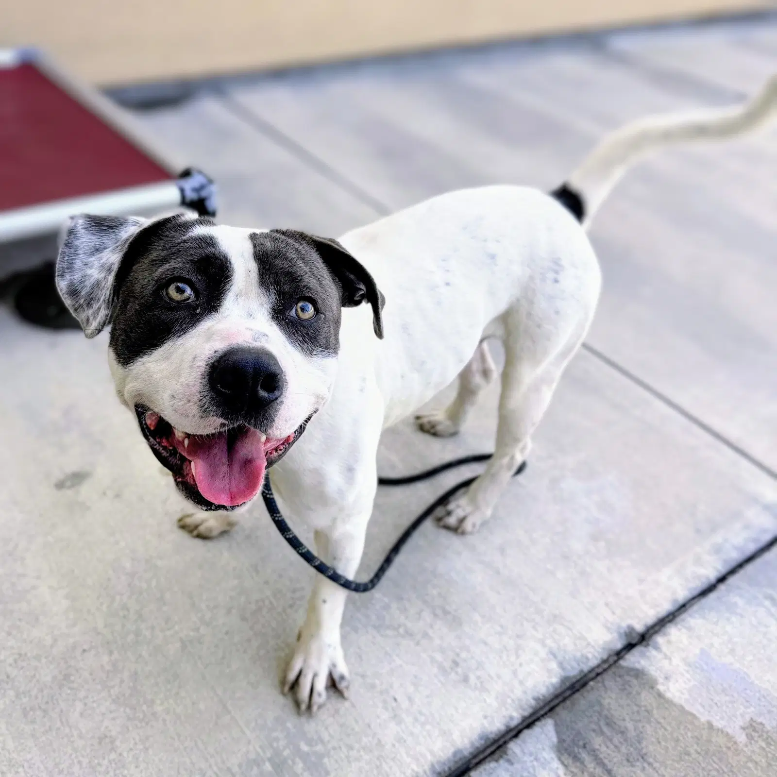 Bluey - Pit Bull Terrier