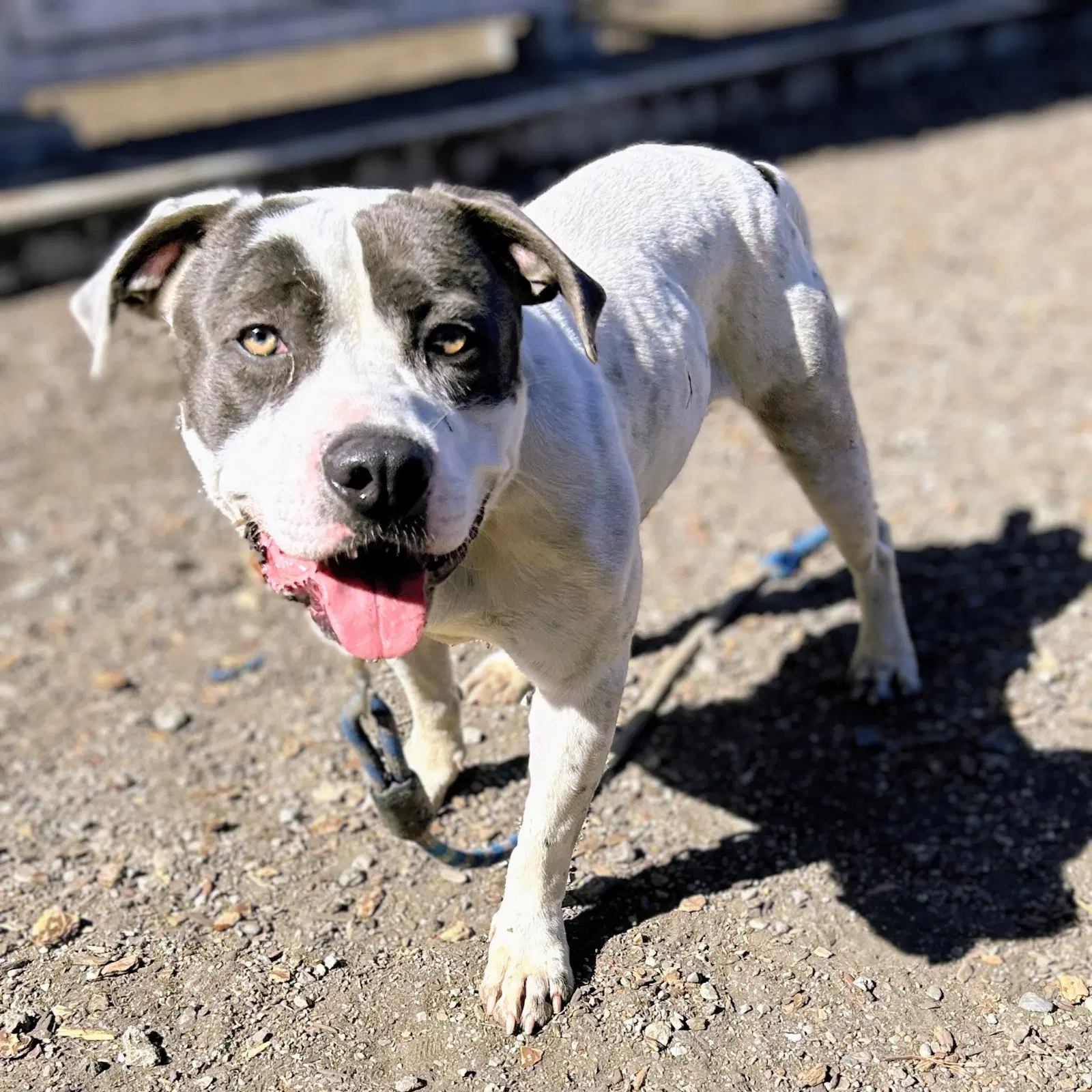 Bluey - Pit Bull Terrier