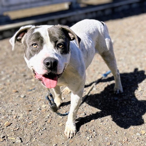 Bluey, a dog for adoption from Oakland Animal Services