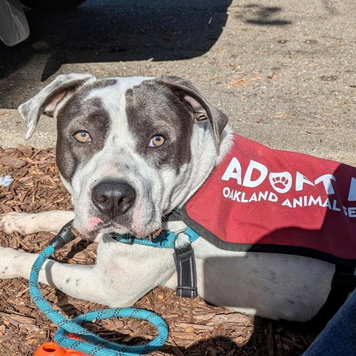 Bluey, Pit Bull Terrier / Mixed