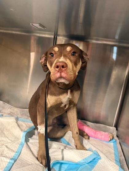 Eva, a dog for adoption from Oakland Animal Services