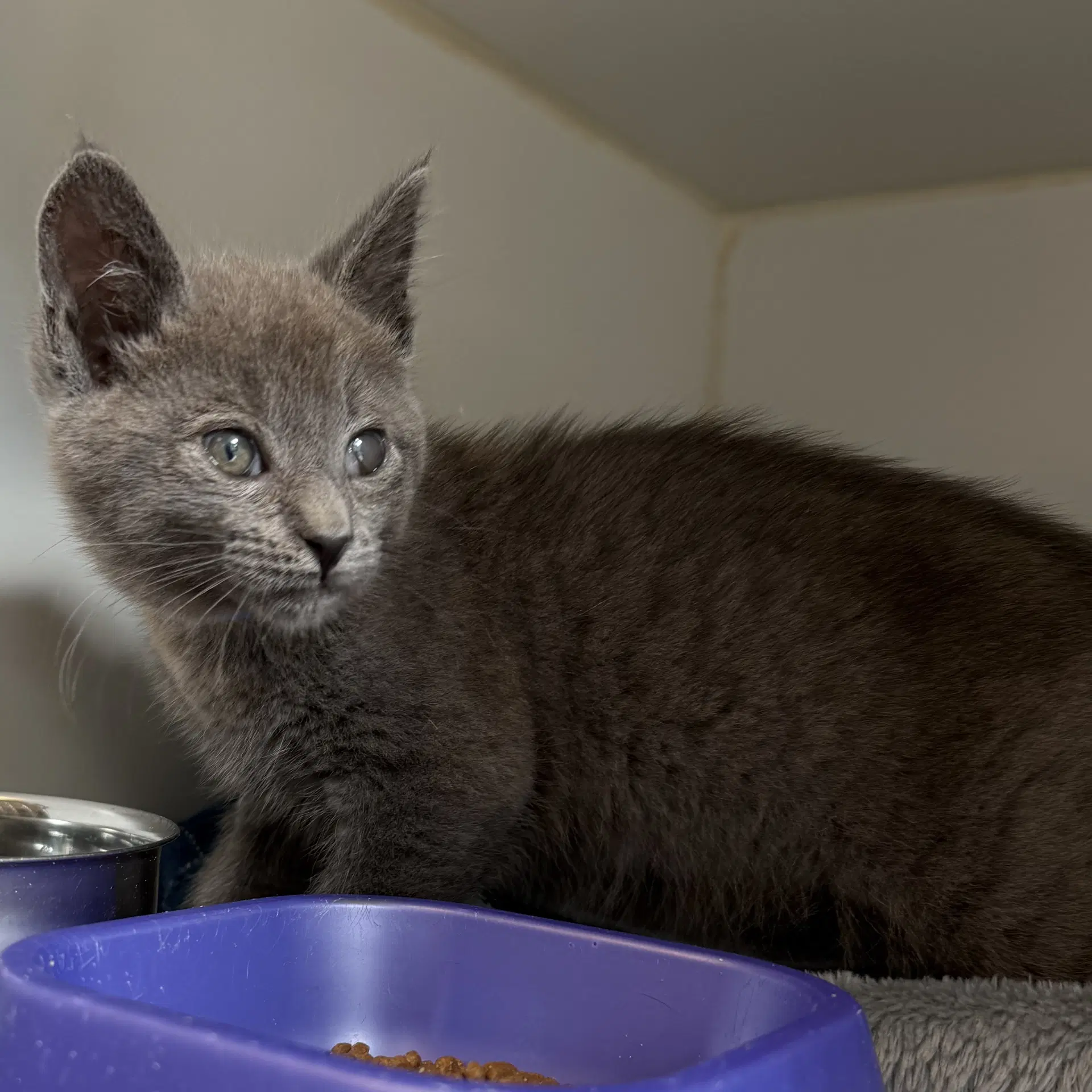 Cosmo - Domestic Short Hair