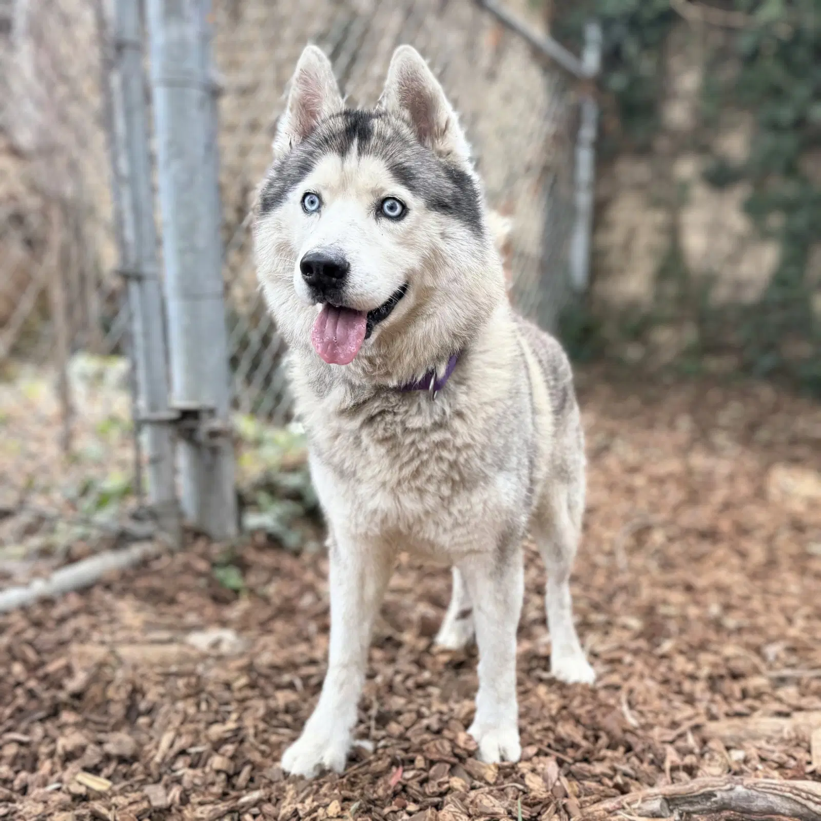 Shawn - Husky