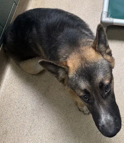 Ringo - German Shepherd Dog