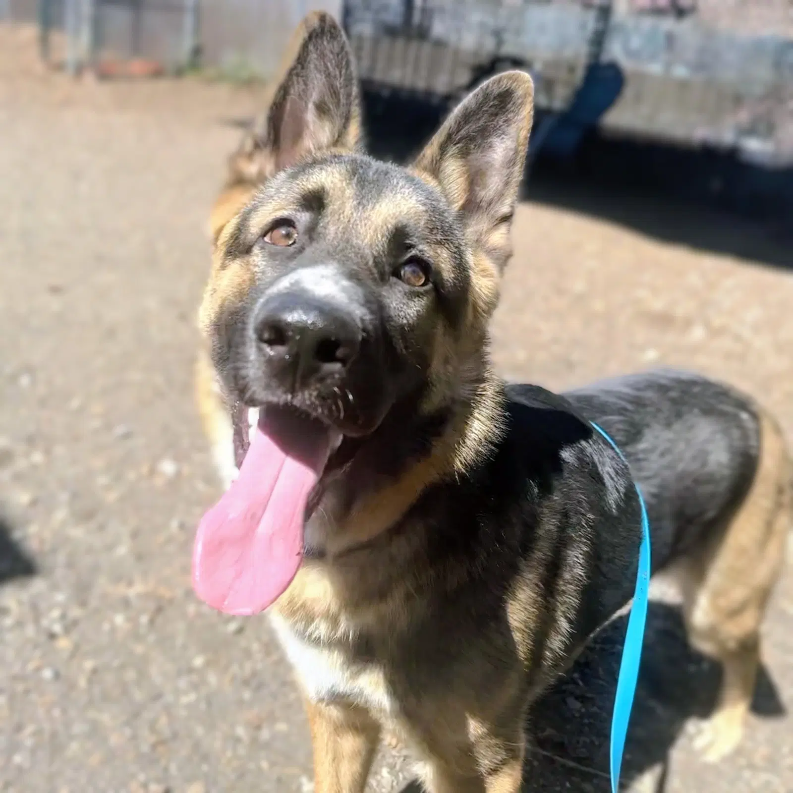 Ringo - German Shepherd Dog