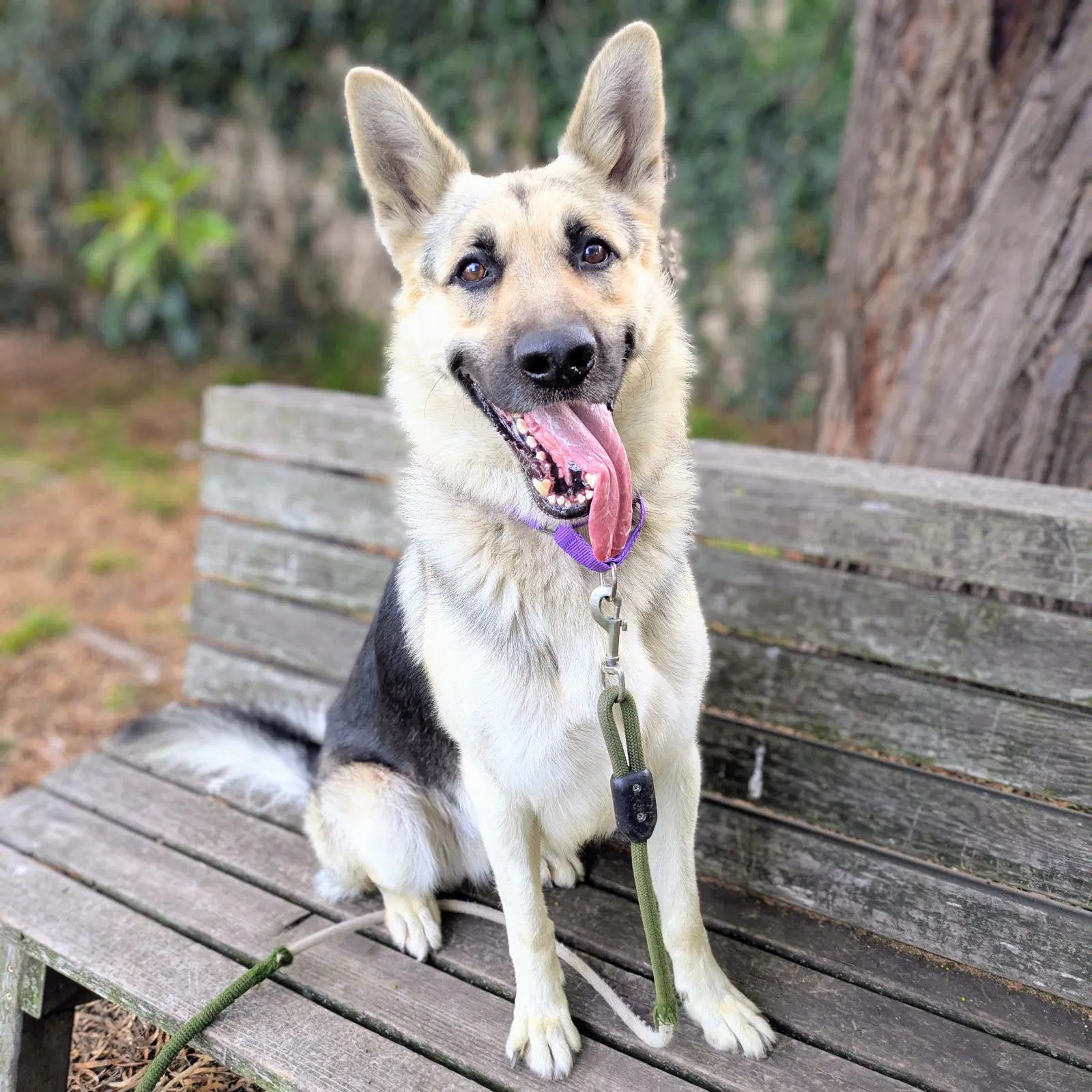 Ranger - German Shepherd Dog