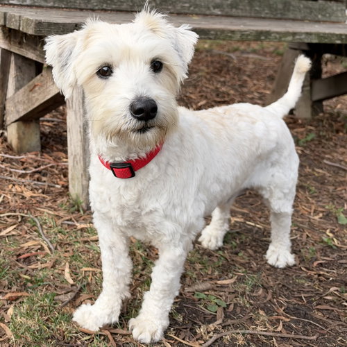 Junior Walker, Poodle (Miniature) / Terrier / Mixed (long coat)