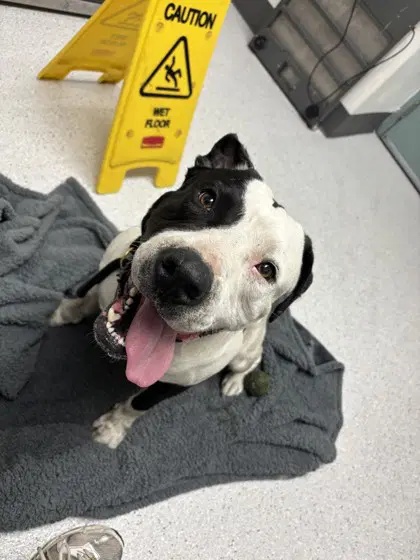 Damon - American Pit Bull Terrier