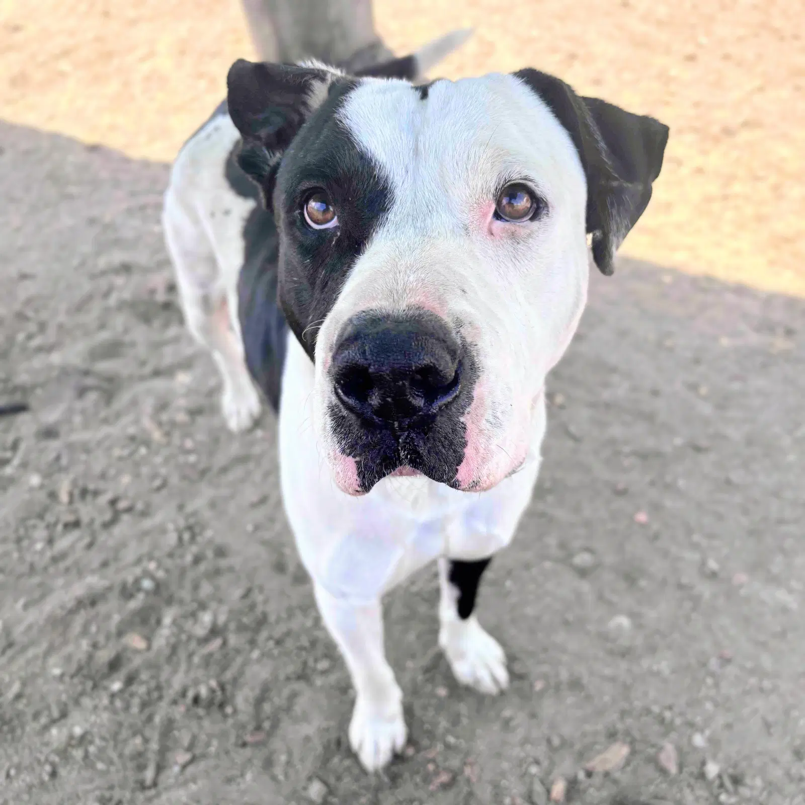 Damon - American Pit Bull Terrier