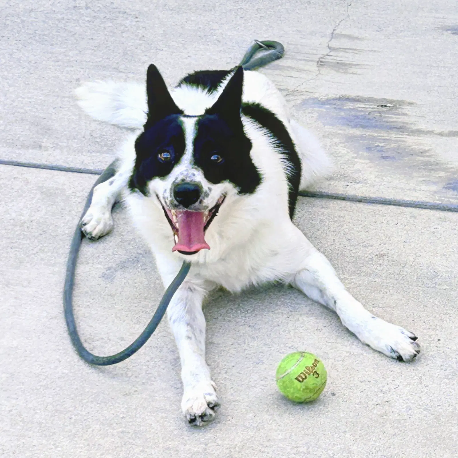 Wiley - Australian Cattle Dog/Blue Heeler