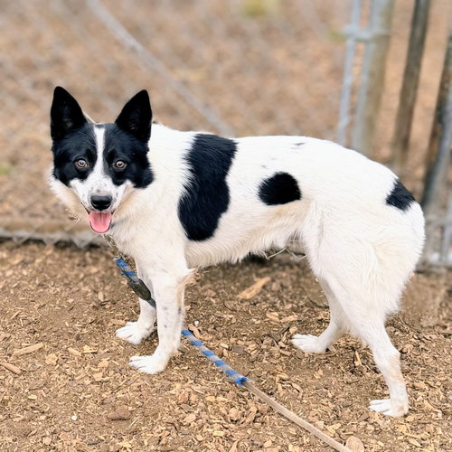 Wiley, a dog for adoption from Oakland Animal Services