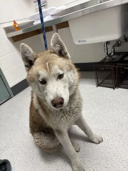 Gio - Husky