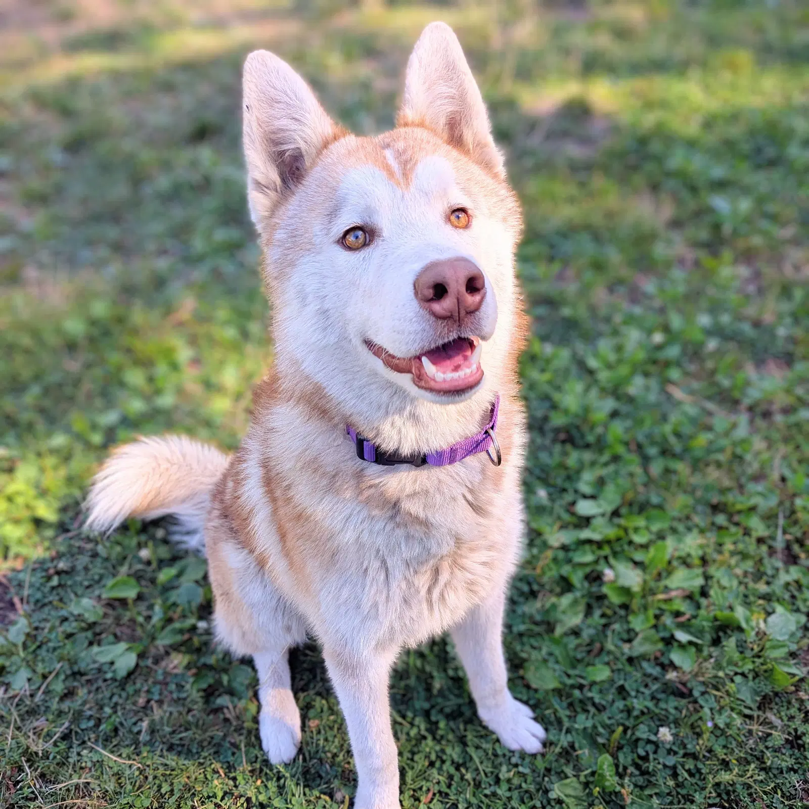 Gio - Husky