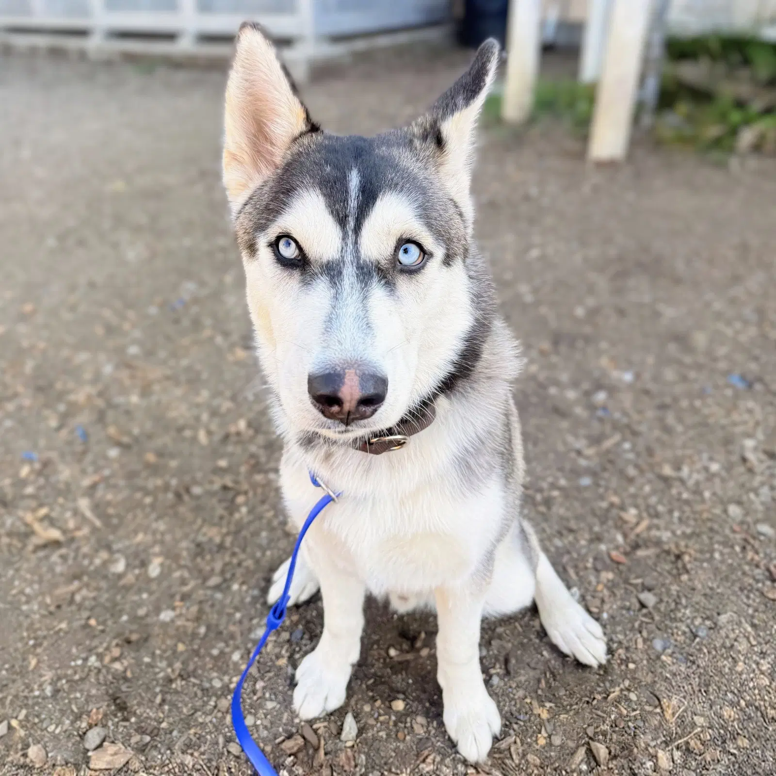 Orbit - Siberian Husky